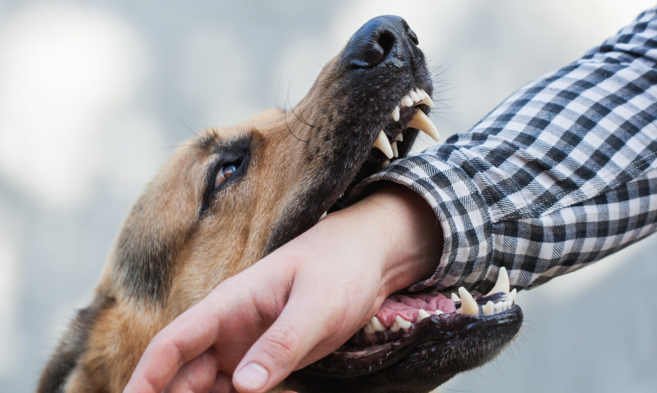 What-Dogs-Are-Most-Likely-To-Bite-Their-Owners?