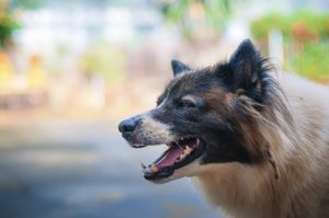 Why Choose the Law Office of Michael J. Tremoulis for Help After a Dog Attack in Bellefontaine, OH